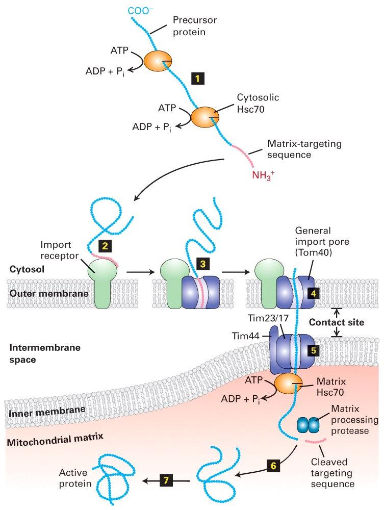 TIM TOM Importação de proteínas para o interior da matriz mitocondrial.