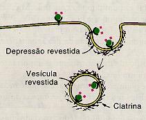 dgradação