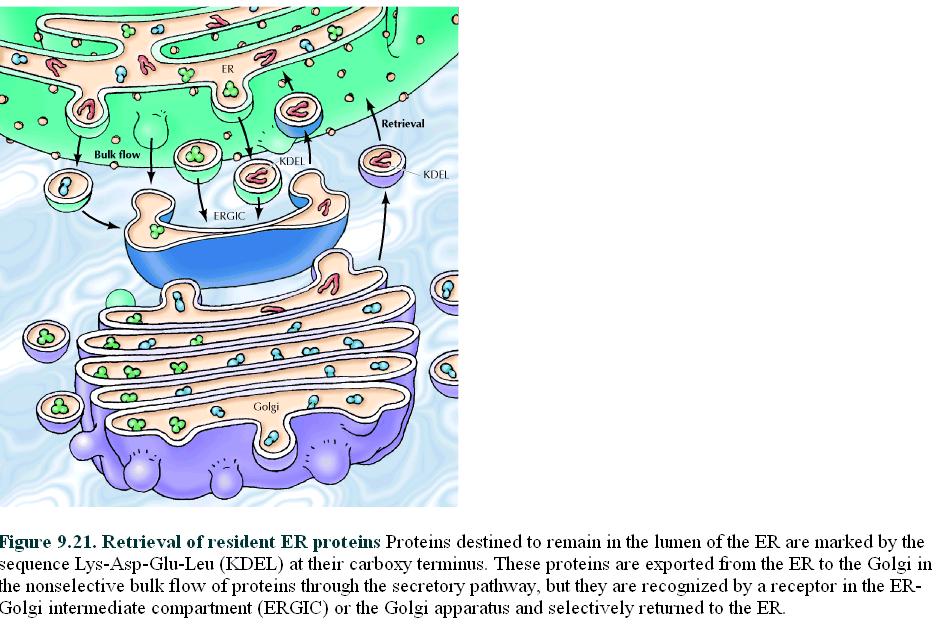 Transporte vesícular do Golgi para o RE - proteínas residentes do RE. Proteínas destinadas a permanecer no RE são marcadas por sinal de sequência Lys- Asp-Glu-Leu (KDEL) ao C-terminal da proteína.