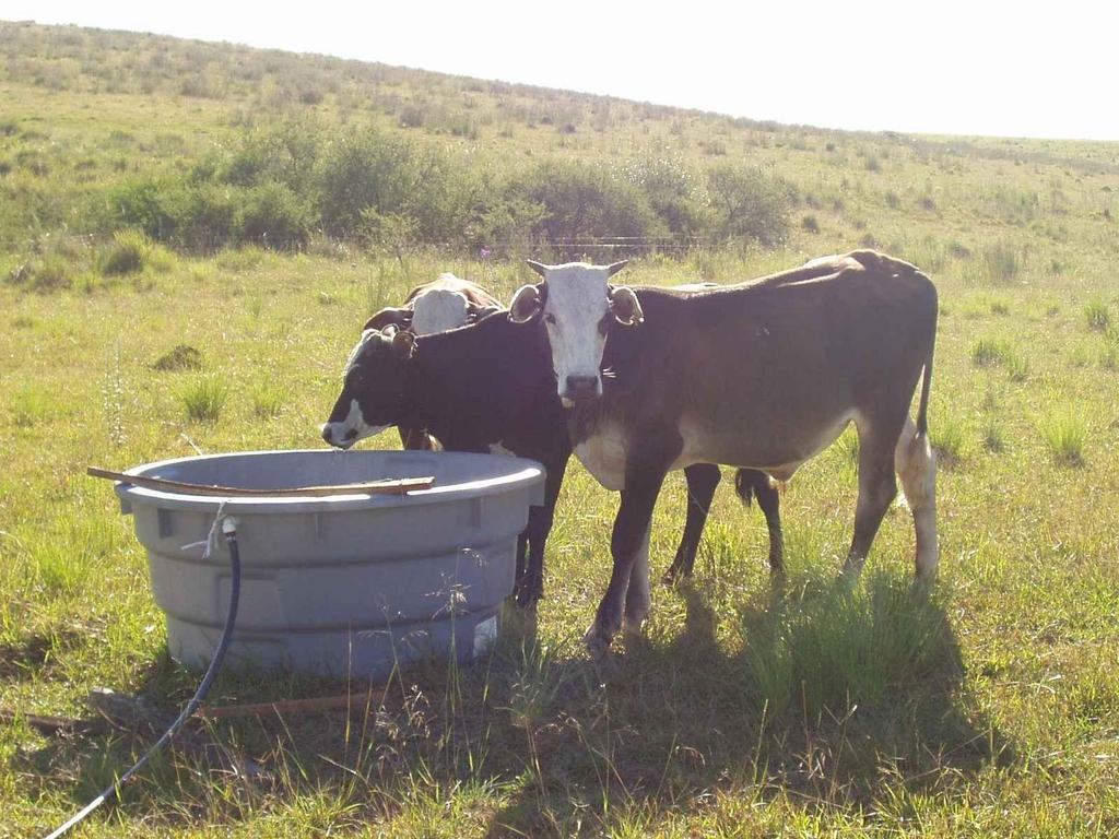 HIDRÁULICA A ÁGUA DEVE IR AO ANIMAL, E