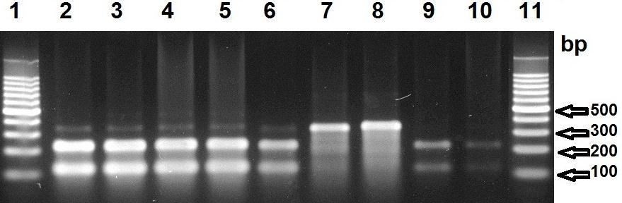 Figura 2: Eletroforese em gel de agarose da digestão pela MboI do produto de PCR do gene pta. Linha 1 e 11, marcador de peso molecular; linha 2, cepa controle (S.