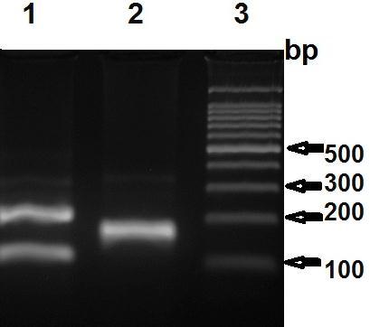 pseudintermedius); linha 7, isolado n. 16 (Staphylococcus sp.); linha 8, isolado n. 17(Staphylococcus sp.); linha 9, isolado n. 47 (Staphylococcus sciuri); linha 10, isolado n. isolado n.7 (Staphylococcus auricularis).