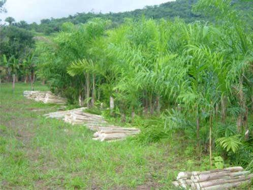 ISSN 1517-5278 Cultivo da Pupunheira para Palmito nas Regiões Sudeste e Sul do Brasil 143 1. Introdução O Brasil é considerado um dos maiores produtores e consumidores de palmito no mundo.