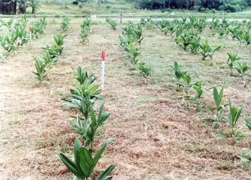 Cultivo da Pupunheira para Palmito nas Regiões Sudeste e Sul do Brasil 5 pupunheira foi plantada em quatro diferentes espaçamentos: 3 m x 1 m (3.