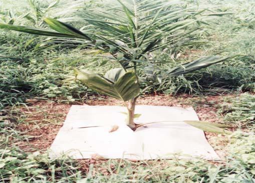 6 Cultivo da Pupunheira para Palmito nas Regiões Sudeste e Sul do Brasil Figura 5. Papelão tratado em plantios de pupunheira para controle de plantas daninhas.