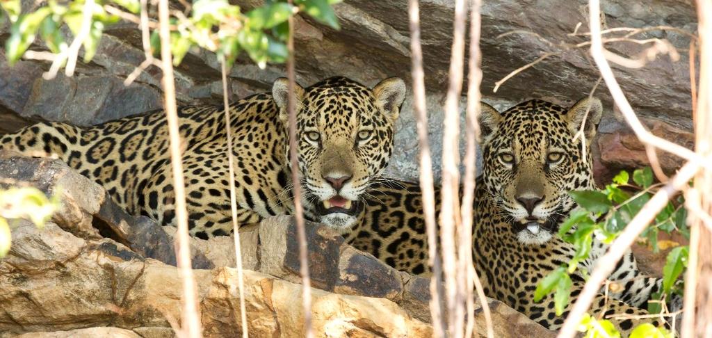 Dia 3, 14/10/17 Pantanal Canoagem e Foto Safari - Após o delicioso café da manhã, saída por uma das estradas de terra até à margem do Rio Clarinho.