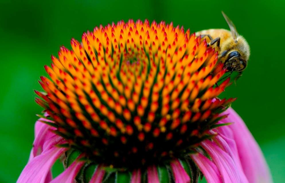 18 DE MAIO DE 2017 INICIANTE Dicas de fotografia Macro: Fotografando insetos e outras pequenas criaturas Apresentando DIANE BERKENFELD, KRISTINA KURTZKE & LINDSAY SILVERMAN Lindsay Silverman D300S,