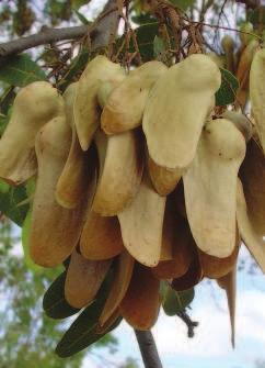 11 Morfologia e Dispersão dos Frutos de Espécies da Caatinga Ameaçadas de Extinção Foto: Lúcia Helena Piedade Kiill. Os frutos de S.