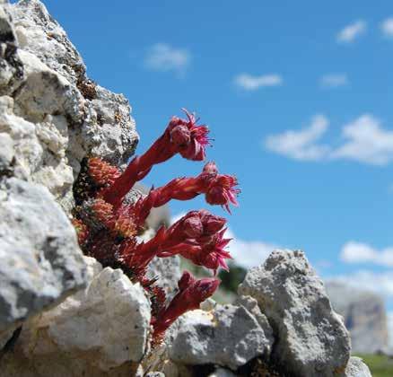 PARQUE NATURAL DAS DOLOMITAS DE AMPEZZO Criado em março de 1990, o Parco Natural das Dolomitas de Ampezzo se estende em uma área de 11.