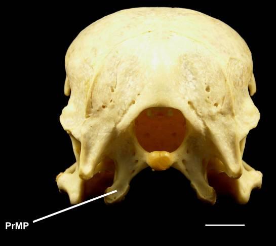 Os demais táxons estudados não apresentam tal expansão. 4.1.2. OS PARASPHENOIDALE, OS BASISPHENOIDALE, OS LATEROSPHENOIDALE, OS SQUAMOSUM [29] Tamanho do processo medial da lâmina parasfenoidal.