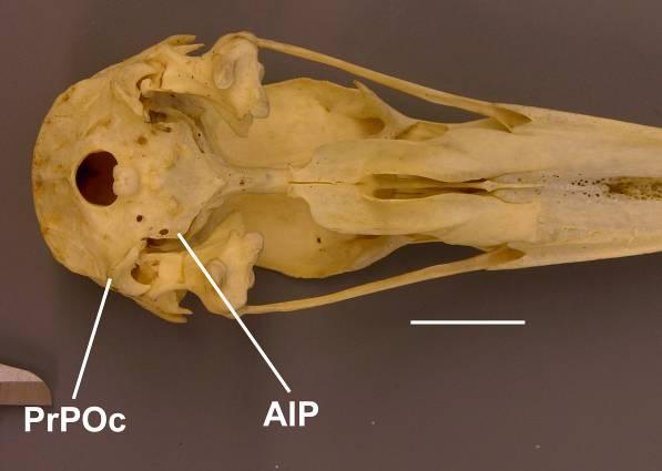 (0) presente / (1) ausente É bastante evidente em Pandionidae a presença de uma trabécula óssea que liga a região da ala parasphenoidalis ao processo paraoccipital (proc. paraoccipitalis).