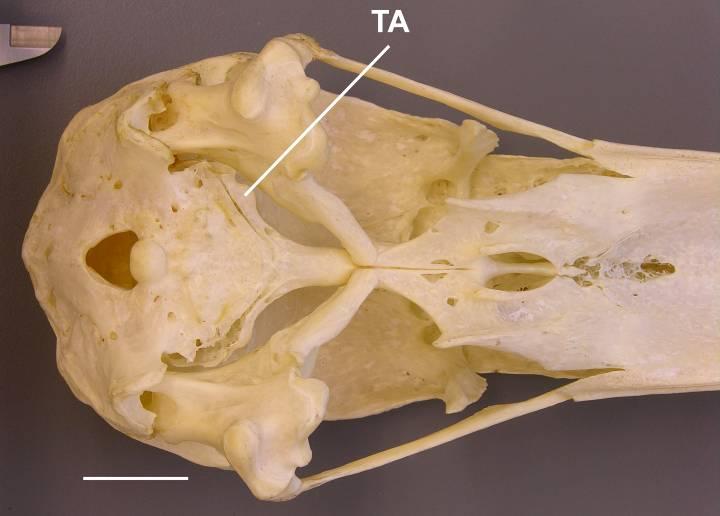 Leptoptilos crumeniferus (estado [0]) Cathartes aura (estado [1]) TA tuba auditiva [37] Processo basipterigóide.