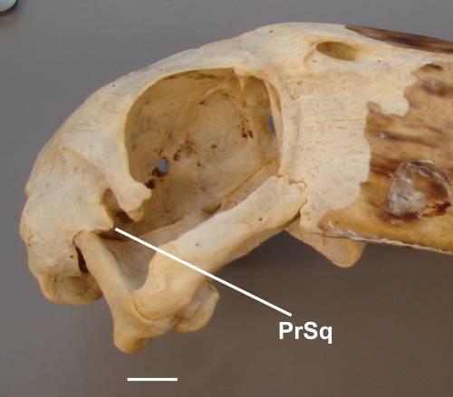 Balaeniceps rex (estado [0]) Threskiornis aethiopicus (estado [1]) Sagittarius serpentarius (estado [2]) PrSq processo esquamosal