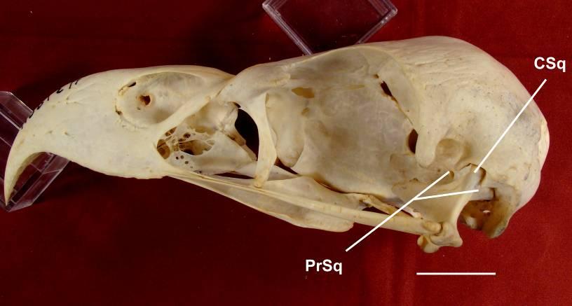 Anatidae, Phasianidae, Ardeidae, Balaeniciptidae, Scopidae, Pandionidae e Sagittariidae possuem o processo triangular.