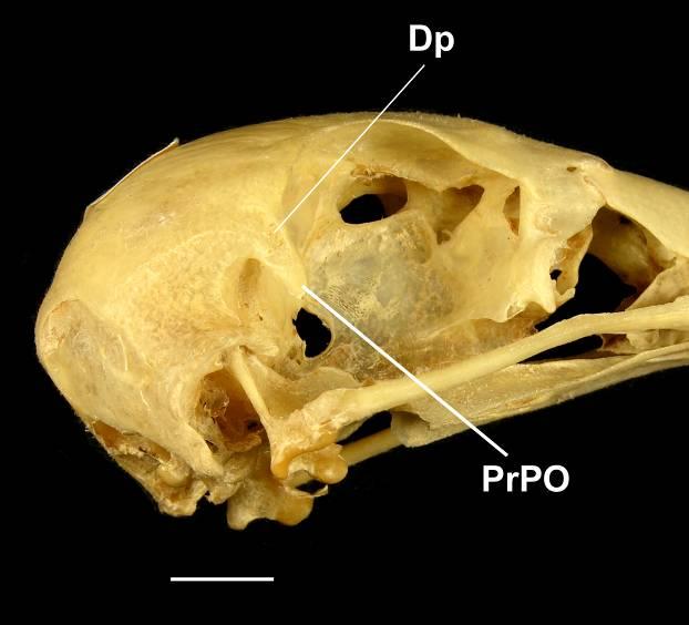 Carthartes melambrotus (estado [1]) Ephippiorhynchus senegalensis (estado [0]) PrPO processo pós-orbital; Dp - depressão [48] Forma da depressão da face lateral do