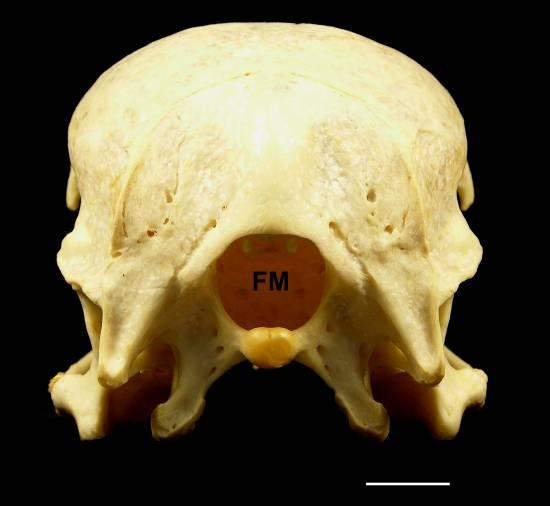 Em Coragyps occidentalis, Breagyps, Vultur e Gymnogyps o forâmen abre-se caudalmente, enquanto nos demais táxons (Sarcoramphus, Cathartes e Coragyps atratus) sua posição é ventral.