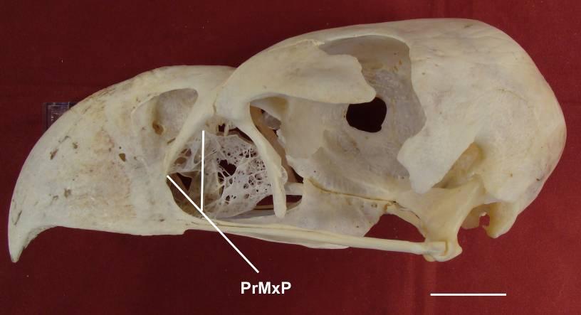 [57] Borda rostral da fenestra anterorbital.