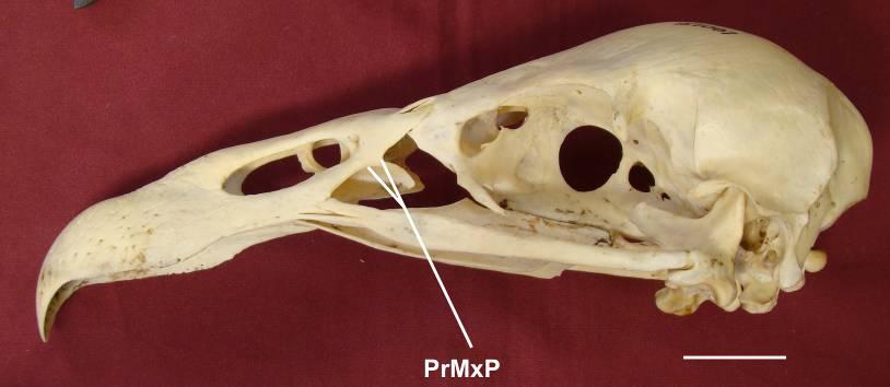 , na porção média de sua borda caudal, uma projeção devida à articulação com o processo maxilopalatino (proc. maxillopalatinus) do osso maxilar (os maxillare).