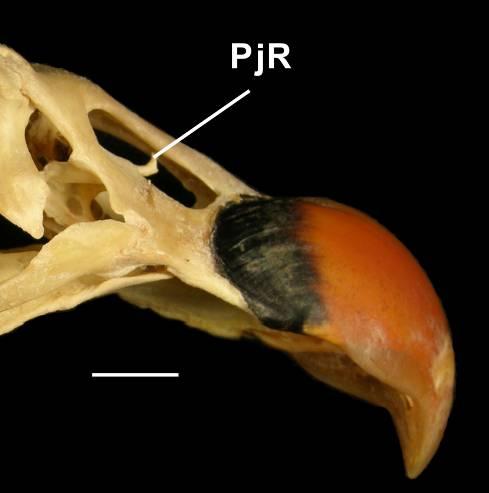 (0) retilínea / (1) curvada dorsalmente No septo nasal de Cathartidae é facilmente visualizada uma projeção óssea voltada rostralmente e posicionada medialmente no septo.
