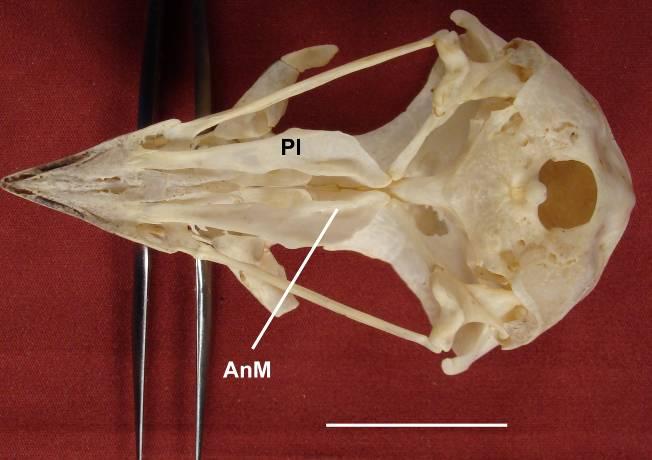 (0) evidente / (1) pouco evidente Nos gêneros de Elaninae analisados (Elanus e Gampsonyx) e nos Circinae, o ângulo medial