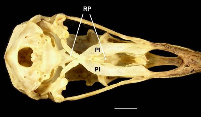 Nos exemplares do gênero Cathartes tal anquilose é incompleta permitindo a vizualização do rostro parasfenoidal entre os ossos palatinos rostralmente.