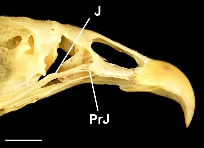 Accipitridae possui as duas condições: em Aviceda, Leptodon, Gampsonyx, Milvinae, Aegypiinae, Gypaetinae, Polyboroidinae, Aquilinae, Circaetinae, Accipitrinae, Circinae, Haliaeetinae, Buteoninae e