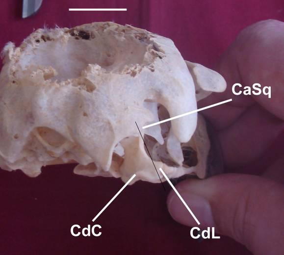 (0) côndilo lateral / (1) côndilo caudal Em todos os Cathartidae a crista timpânica do corpo quadrático (corpus ossi quadrati) está associada ao eixo compreendido entre o capítulo esquamosal (cap.