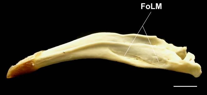 Coragyps atratus (estado [1]) Anastomus lamelligerus (estado [0]) FMand fenestra mandibular; FoLM fossa lateral da mandíbula [89] Fossa ádita do canal neurovascular.