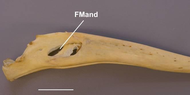medial da mandíbula. Em Breagyps, Vultur e Gymnogyps tal fossa limita-se a uma canaleta estreita restrita à região do tubérculo pseudotemporal.