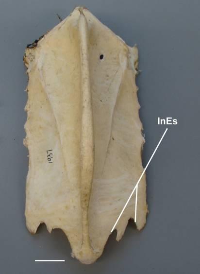 Accipitrinae, Circinae, Buteoninae, Pithecophaga, Ichthyophaga e Gypohierax); ou estão totalmente ossificadas e consequentemente ausentes (Poliboroidinae, Pernis, Leptodon e Haliaeetus).