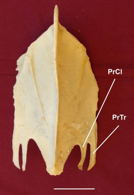 Nos Threskiornithidae os tamanhos dos processos são equivalentes. Anatidae possui o processo caudolateral mais longo que o torácico enquanto em Phasianidae ele é mais curto.