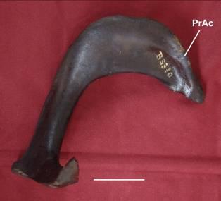 Gymnogyps amplus (estado [0]) PrAc processo acromial [117] Processo acrocoracóideo da extremidade omal.