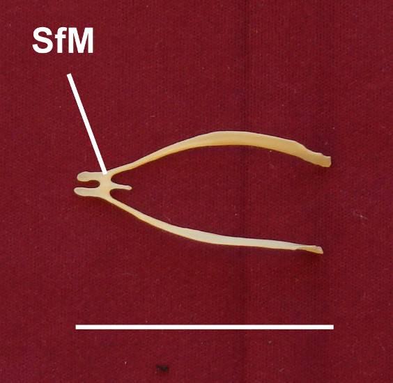 coincidente com a extremidade esternal (extremitas sternalis) dos ramos claviculares que ultrapassam ventralmente a sínfise.