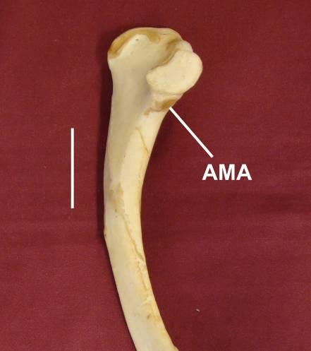 [130] Forâmen pneumático. (0) ausente / (1) presente Junto à extremidade cranial da escápula, em vista lateral, é observado um grande forâmen pneumático apenas em Platalea, Meleagris e Pithecophaga.