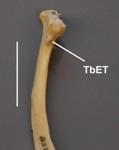 (0) ausente / (1) presente Em Cathartidae, Balaeniciptidae, Threskiornithidae, Sagittariidae Anatidae, Phasianidae e Pandionidae onde era de se esperar a presença do tubérculo escapulotríceps