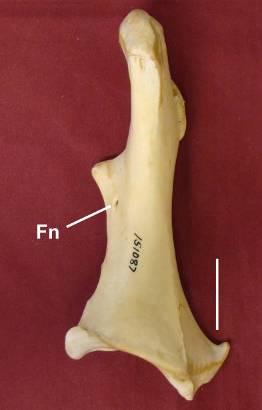 Anatidae, Ciconiidae e Scopidae possuem a incisura aberta e superficial, em alguns exemplares quase imperceptível.