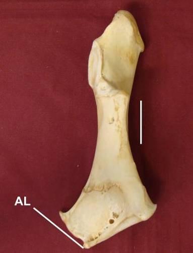 esternal (fascies articularis sternalis) um conspícuo degrau, evidenciando a região do ângulo lateral (angulus lateralis) com uma angulação próxima de 90.