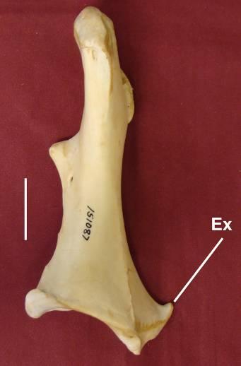 Threskiornithidae, Phasianidae, Scopidae, Sagittariidae e Pandionidae possuem o processo com altura e largura equivalentes.