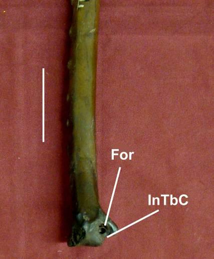 Coragyps occidentalis (estado [0]) InTbC incisura do tubérculo carpal; For forâmen [159] Tamanho do forâmen na incisura do tuberculo carpal.