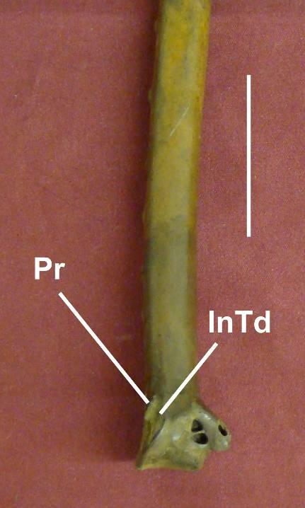 Coragyps occidentalis (estado [0]) Balaeniceps rex (estado [1]) Pr processo; InTd incisura tendinosa [161] Forâmenes entre o olécrano e a impressão do m. escapulotríceps.