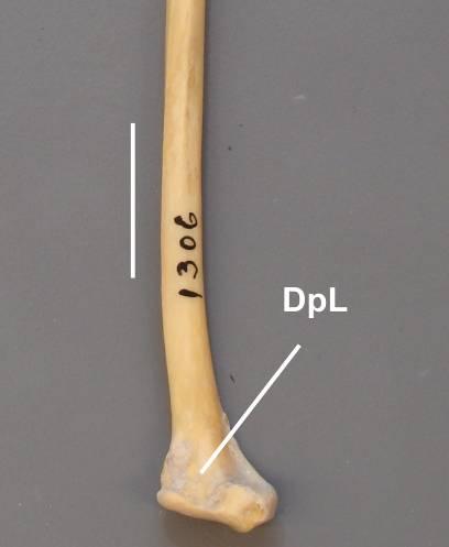 [165] Forâmenes pneumáticos na depressão ligamentosa.