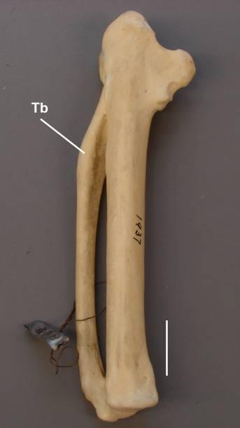 [169] - Tubérculo na face dorsal do metacarpal menor.