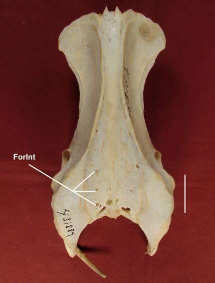 Em Phasianidae, Ciconiidae, Threskiornithidae, Scopidae a crista está presente, e mais facilmente visualizada distalmente nas últimas vértebras sacrais.