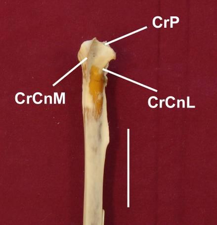 Meleagris gallopavo possui a crista oblíqua, pois a crista cnemial cranial possui uma grande expansão direcionada cranialmente, fazendo com que as cristas cnemiais originem-se em posições bem