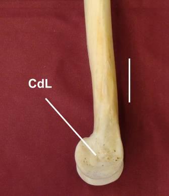 [192] Côndilo lateral. (0) circular / (1) oval Foram encontradas duas condições acerca da forma do côndilo lateral do tibiotarso dos táxons estudados.