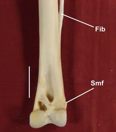 Os demais táxons estudados possuem a fíbula mais curta, com sua parte distal fusionada mais proximalmente no corpo tibiotarso.