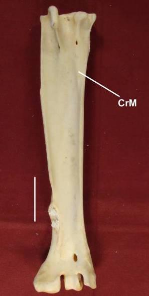 estende por toda metade cranial da superfície plantar do tarsometatarso.