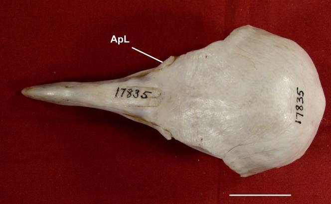 [9] Face medial da apófise lacrimal ligada ao frontal.