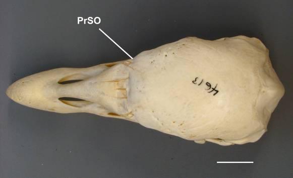 Vultur gryphus (estado [0]) Coragyps atratus (estado [1]) Botaurus lentiginosus (estado [2]) PrSO processo supraorbital do lacrimal [11] Entalhe na articulação rostral do lacrimal com o nasal.