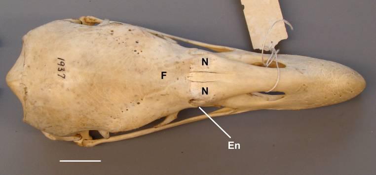 Gymnogyps californianus (estado [1]) Phalcoboenus megalopterus (estado [0]) En entalhe; F frontal; N nasal [12] Depressão na face lateral do processo orbital do lacrimal.